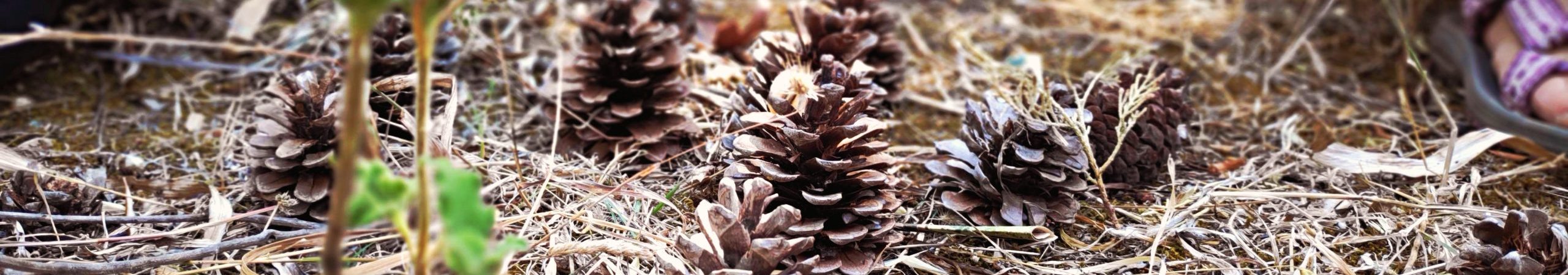 final_InsideOut Nature (1)